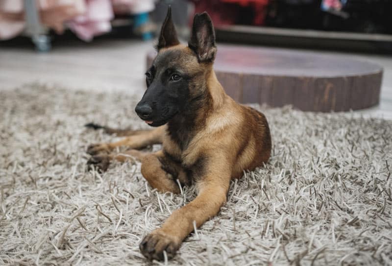 malinois-belga-2-belga-malinois