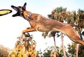 malinois-belga-capa