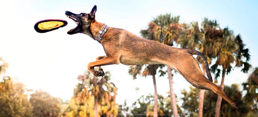 malinois-belga-capa