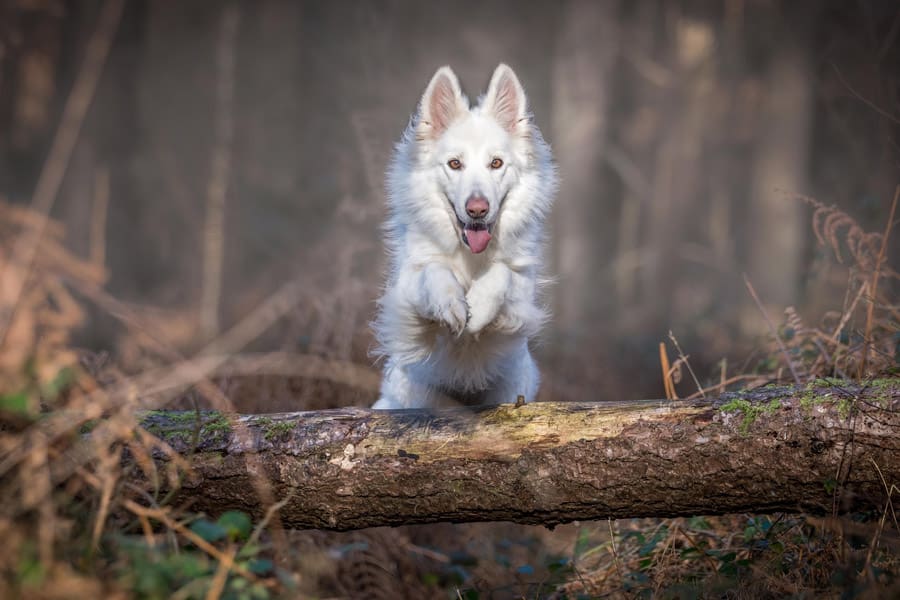 Cachorro Pastor Branco Suíço: características e fotos