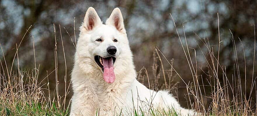 pastor-alemao-branco-pastor-branco-andre-raittz-capa