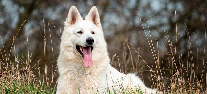 Um guia completo sobre o Pastor Alemão Branco - Portal do Dog