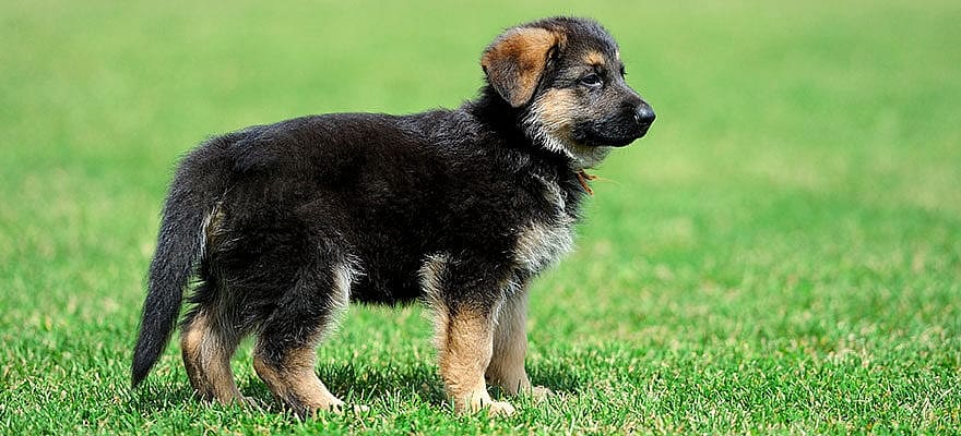 pastor-alemao-filhote