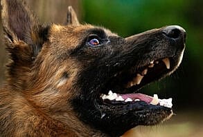 pastor-alemao-late-muito