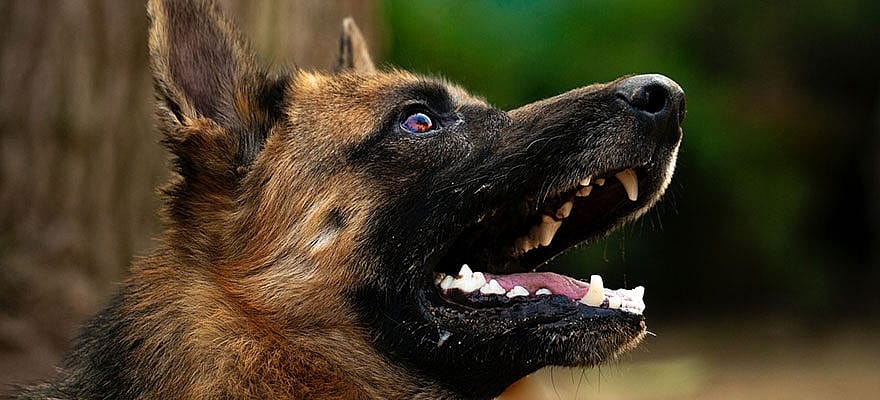 pastor-alemao-late-muito