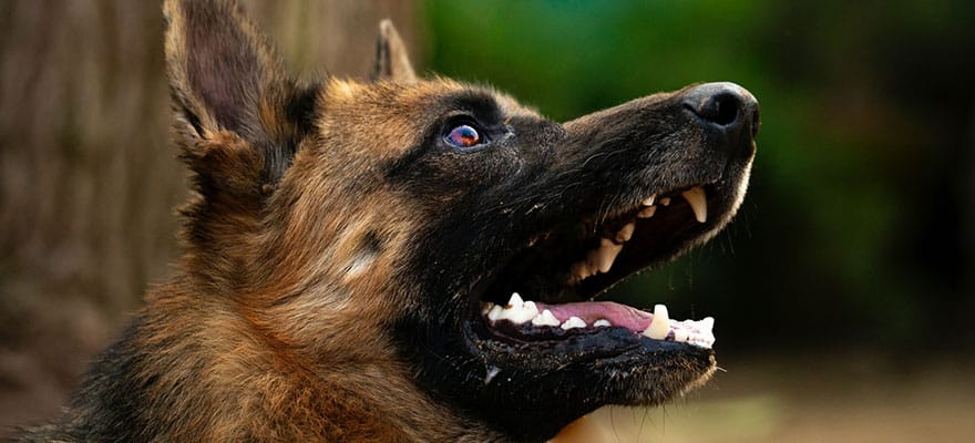 pastor-alemao-late-muito