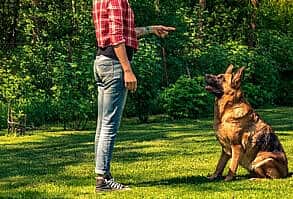 pastores-alemaes-sao-bons-com-criancas