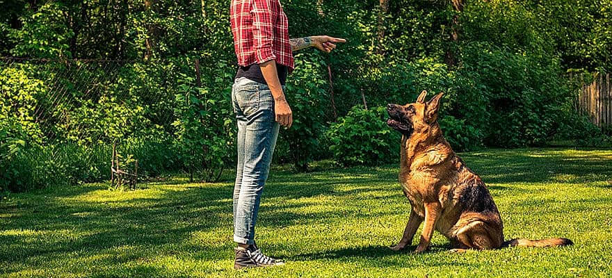 pastores-alemaes-sao-bons-com-criancas