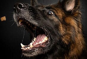 um-pastor-alemao-pode-morder-o-proprio-dono-1