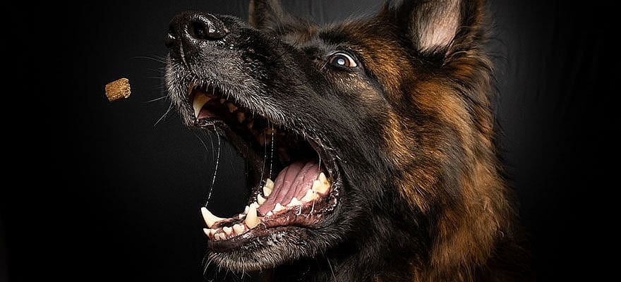 um-pastor-alemao-pode-morder-o-proprio-dono-1