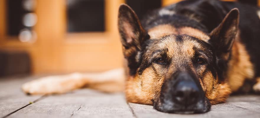 um-pastor-alemao-pode-morder-o-proprio-dono