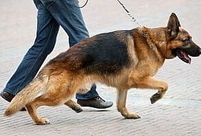 linguagem-corporal-do-pastor-alemao