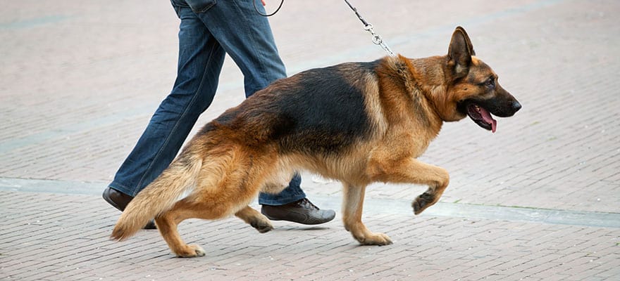 LINGUAGEM do CACHORRO e os SINAIS de CALMA - Guia completo